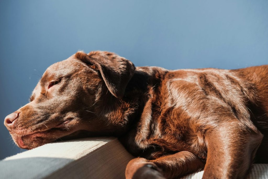 Schlafender brauner Hund

