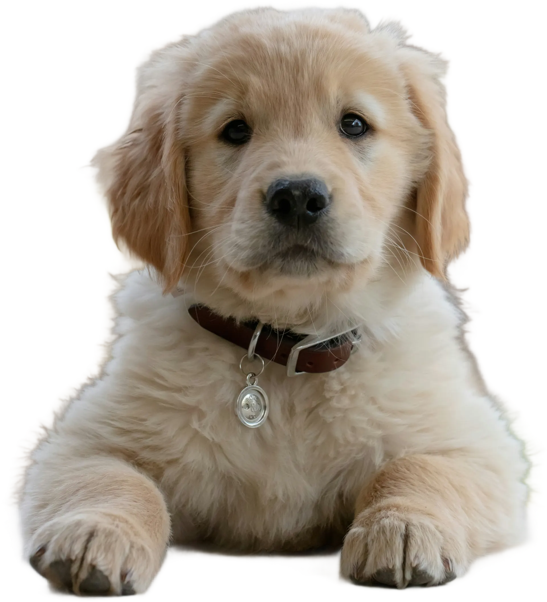 Chien avec du blanc